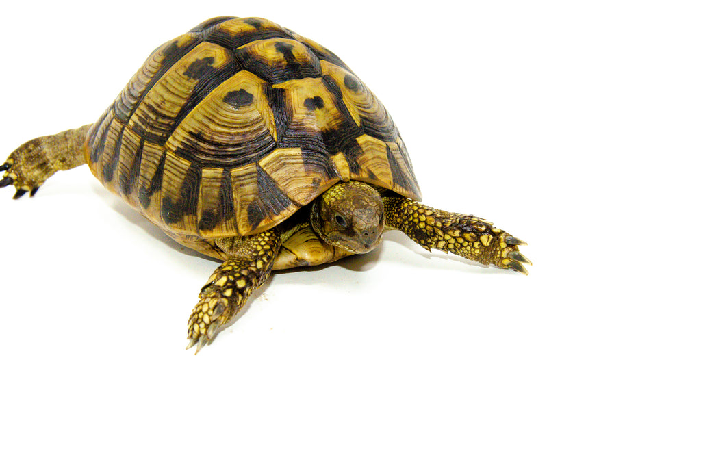 Eastern Hermann's Tortoise Adult